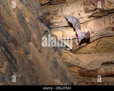 Trident mâle Bat à nez de feuille (Asellia tridens) volant dans une vieille maison familiale au milieu du désert mauritanien, Mauritanie. Banque D'Images