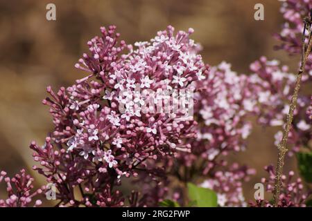 Fleurs roses du nain Lilac Josee parfumé Banque D'Images