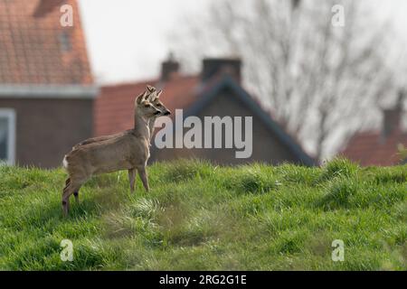 Deux chevreuils d'Europe (Capreolus capreolus) debout sur une digue près du village de Roosteren avec des maisons en arrière-plan Banque D'Images