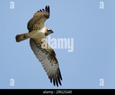 Osprey (Pandion haliaetus) volant au-dessus des Ardennes en Belgique. Banque D'Images