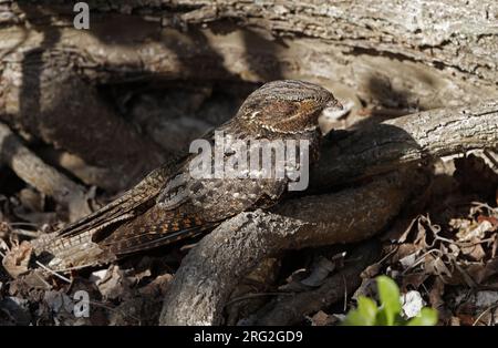 Veuve de Chuck-Will (Antrostomus carolinensis) reposant sur une branche à Dry Tortugas, Floride, USA Banque D'Images