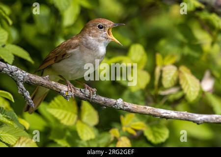 Chanteur mâle Common Nightingale (Luscinia megarhynchos) en Italie. Banque D'Images