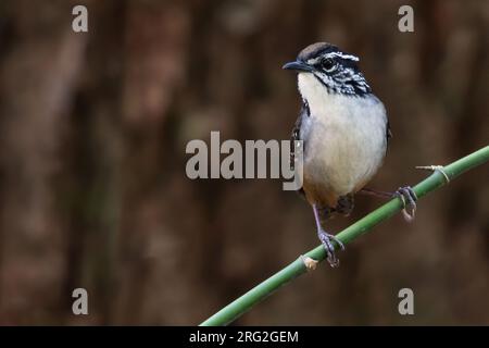 Wren de bois à poitrine blanche (Henicorhina leucosticta) perché sur une branche dans le sous-étage d'une forêt montagnarde au Guatemala. Banque D'Images