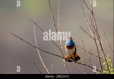 Mâle adulte bleuethroat à taches blanches (Luscinia svecica cyanecula) aux pays-Bas. Banque D'Images