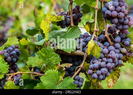 Grappe de raisins rouges avec des feuilles vertes dans un vignoble prêt à être récolté Banque D'Images