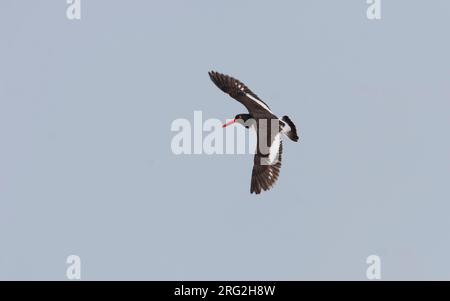 American Oystercatcher (Haematopus palliatus), en vol à Stone Harbor, New Jersey, États-Unis Banque D'Images