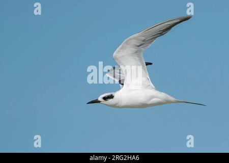 Sterne de Forster subadulte (Sterna forsteri) en plumage non reproductif au printemps sur la côte du comté de Galveston, Texas, États-Unis. Banque D'Images