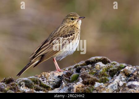 Boompieper Volwassen op de grond Pipit des arbres adultes ; sur le terrain Banque D'Images