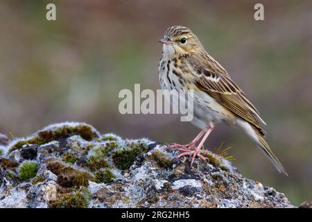 Boompieper Volwassen op de grond Pipit des arbres adultes ; sur le terrain Banque D'Images