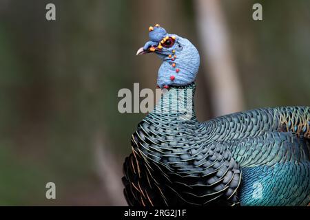 Magnifique Turquie ocellata (Meleagris ocellata) marchant sur le sol dans une forêt tropicale de plaine dans la péninsule de Yucatán près de Tikal au Guatemala. Banque D'Images