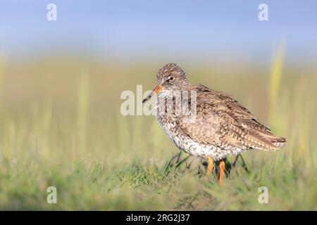 Redshank vu de côté dans son habitat naturel. Banque D'Images