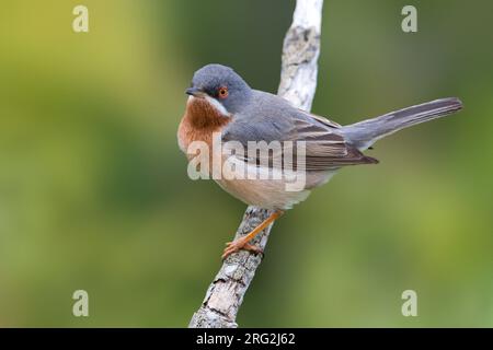 Paruline subalpine mâle adulte (Curruca cantillans cantillans) en Italie. Banque D'Images