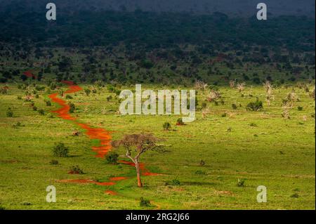 Une route reculée dans la savane.VOI, parc national de Tsavo, Kenya. Banque D'Images