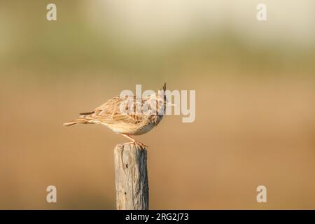 Alouette à crête (Galerida cristata) perchée sur un piquet en bois, avec un fond brun sable et vert, dans le sud de la France. Banque D'Images