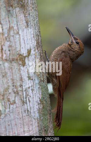 Dendrocolaptes sanctithomae (Northern Barred Woodcreeper) perché sur le flanc d'un arbre dans une forêt tropicale humide au Guatemala. Banque D'Images