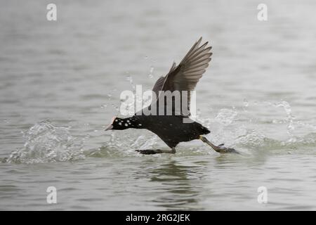 Lopend Meerkoet au-dessus de l'eau ; Foulque macroule exécutant sur l'eau Banque D'Images