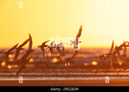 Troupeau de Ternins communs migrants (Sterna hirundo) se reposant dans la soirée sur la plage pendant la migration printanière à Katwijk, pays-Bas. Photographié avec Banque D'Images