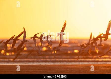 Troupeau de Ternins communs migrants (Sterna hirundo) se reposant dans la soirée sur la plage pendant la migration printanière à Katwijk, pays-Bas. Photographié avec Banque D'Images