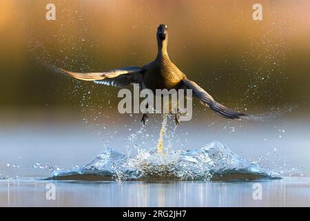 Garganey mâle, spatule querquedula, en Italie. Banque D'Images