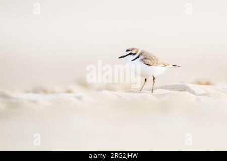 Strandplevier, Kentish Plover, Charadrius alexandrinus adulte mâle sur la plage de sable sur la côte nord de la mer Banque D'Images