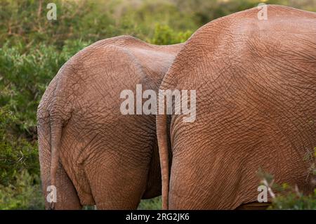 Dos des éléphants d'Afrique, Loxodonta africana, Banque D'Images