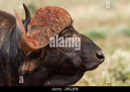 Gros plan d'un buffle africain, Syncerus caffer.VOI, parc national de Tsavo, Kenya. Banque D'Images