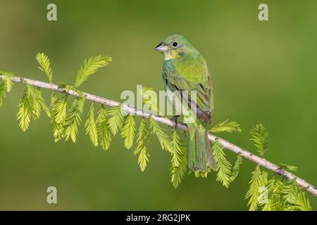 Un mâle immature peint Bunting (Passerina ciris) perché sur une branche du comté de Galveston, Texas, États-Unis, pendant la migration printanière. Banque D'Images