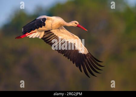 Cigogne blanche adulte (Ciconia ciconia) en vol en Italie. Banque D'Images