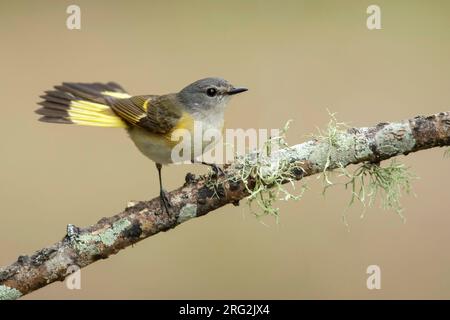 Femelle adulte Redstart américaine (Setophaga ruticilla) perchée sur une branche du comté de Galveston, Texas, États-Unis, pendant la migration printanière. Banque D'Images