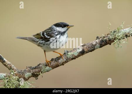 Paruline de Blackpoll mâle adulte (Setophaga striata) au cours de la migration printanière dans le comté de Galveston, Texas, États-Unis. Banque D'Images