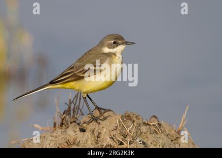 Bergeronnette printanière-gris - Nordische Schafstelze - Motacilla flava ssp. thunbergi, Chypre, adulte de sexe féminin Banque D'Images