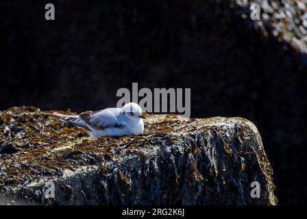 Immature Mouette de Ross (Rhodostethia rosea) au printemps à la jetée du port de Scheveningen, pays-Bas. Un rare vagabond arctique. Repose sur un rocher. Banque D'Images