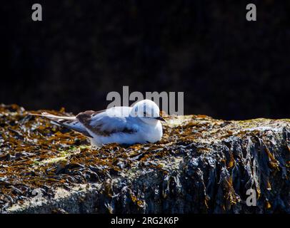 Immature Mouette de Ross (Rhodostethia rosea) au printemps à la jetée du port de Scheveningen, pays-Bas. Un rare vagabond arctique. Repose sur un rocher. Banque D'Images