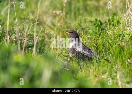 Femelle adulte Ring Ouzel (Turdus torquatus torquatus) dans 'friche Josaphat, Bruxelles, Brabant, Belgique. Banque D'Images