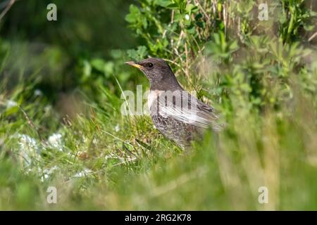 Femelle adulte Ring Ouzel (Turdus torquatus torquatus) dans 'friche Josaphat, Bruxelles, Brabant, Belgique. Banque D'Images
