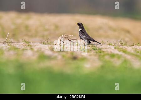 Premier mâle d'hiver Ring Ouzel (Turdus torquatus torquatus) à Leefdael, Bertem, Vlaamse Brabant, Belgique. Banque D'Images