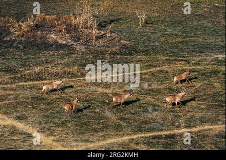 Vue aérienne des antilopes roanes, Hippotragus equinus, course à pied.Delta d'Okavango, Botswana. Banque D'Images