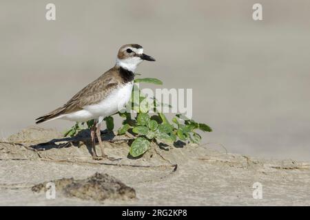 Pluvier Wilson's mâle adulte, Charadrius wilsonia, en plumage reproducteur debout sur la plage. Galveston Co., Texas, États-Unis. Banque D'Images