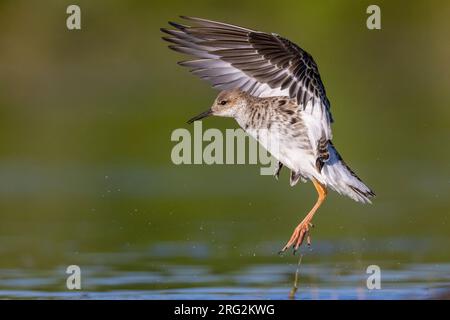 Ruff (Philomachus pugnax), vue latérale d'une femme adulte en vol, Campanie, Italie Banque D'Images