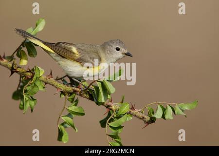 Femelle adulte Redstart américaine (Setophaga ruticilla) perchée sur une branche du comté de Galveston, Texas, États-Unis, pendant la migration printanière. Banque D'Images