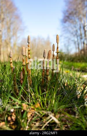 Bospaardenstaart, prêle en bois, Equisetum sylvaticum Banque D'Images