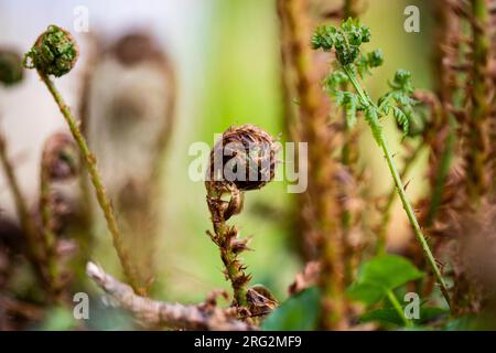 Broad Buckler fer, Dryopteris dilatata Banque D'Images