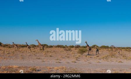 Un troupeau de girafes du sud, Giraffa camelopardalis, marchant dans un paysage aride.Réserve de gibier du Kalahari central, Botswana. Banque D'Images