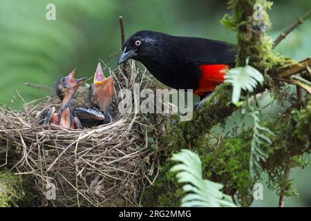 Grackle à ventre rouge (Hypoyrrhus pyrohypogaster) à la Romera, Itagui, Antioquia, Colombie. UICN Statut vulnérable. Banque D'Images