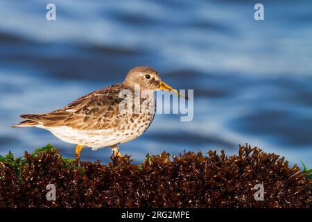 Paarse Strandloper, Purple Sandpiper, Calidris maritima plumage d'été marchant sur les rochers Banque D'Images