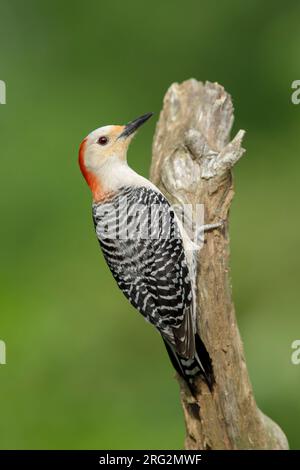 Femelle adulte à ventre rouge (Melanerpes carolinus) perchée contre un arbre dans le comté de Harris, Texas, États-Unis. Banque D'Images