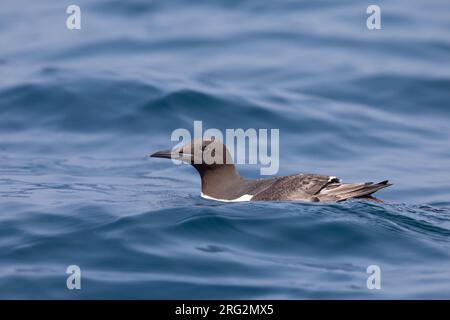 Immature (2 cy) Murre commune (Uria aalge) assise sur l'eau, avec un fond bleu en Bretagne, France. Banque D'Images