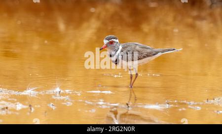 Plover (Charadrius tricollaris) adulte à trois bandes assis sur une piscine dans Sahara Village, Assouan, Égypte. Banque D'Images