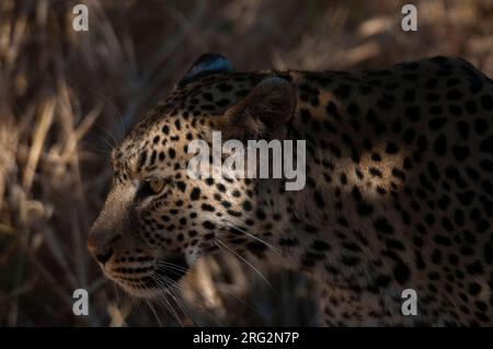 Gros plan d'un léopard, Panthera pardus, marchant dans le Bush.Zone de concession Khwai, delta d'Okavango, Botswana. Banque D'Images
