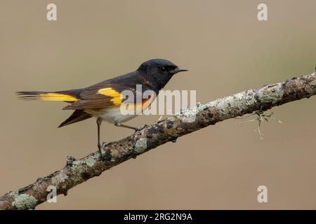 Redstart (Setophaga ruticilla) mâle adulte perché sur une branche du comté de Galveston, Texas, États-Unis, pendant la migration printanière. Banque D'Images